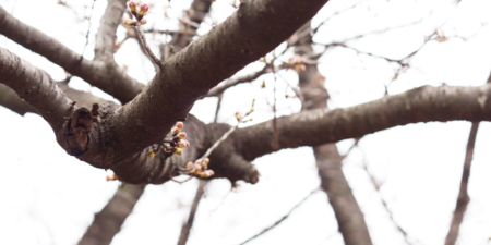 3月の公園の桜のつぼみ