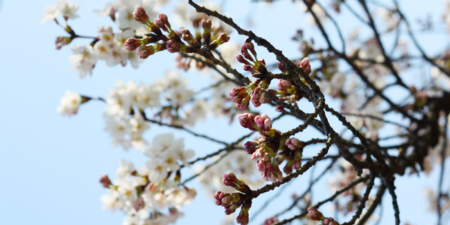 きしもとデザインの2018年春の桜の写真