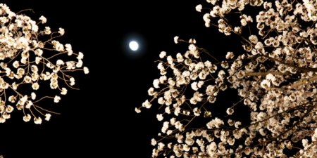 きしもとデザインの夜桜と月の写真